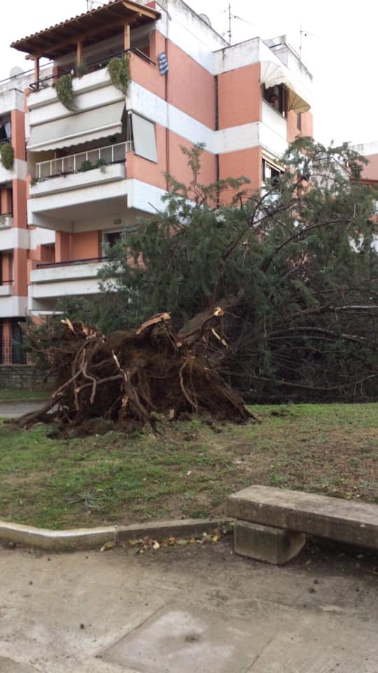 Ξήλωσε δέντρα στην Κομοτηνή ο αέρας