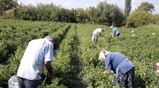 Μέχρι τον Απρίλιο τέρμα η ταλαιπωρία των ασφαλισμένων στον τέως ΟΓΑ που έρχονταν στην Κομοτηνή για να εξυπηρετηθούν