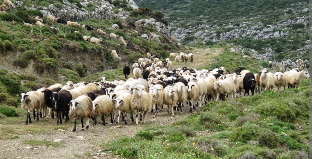 20 (αναπάντητα ) ερωτήματα για την ευλογιά -Καταρρέει η κτηνοτροφία στη Θράκη -Στα 8 εκ ευρώ το απολεσθέν κτηνοτροφικό κεφάλαιο μόνο από το πρόβειο γάλα
